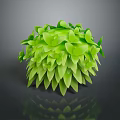 Decorative Green Plant with Lush Layered Leaves in Spherical Shape and Shiny Foliage