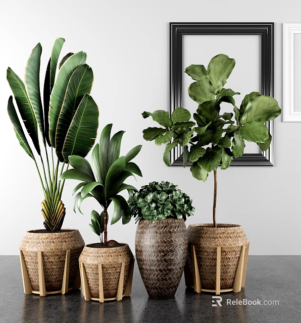 Lush Green Leaves Potted Plants in Wicker Planters for Indoor Decorative Arrangement 3d model 