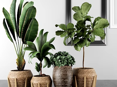Lush Green Leaves Potted Plants in Wicker Planters for Indoor Decorative Arrangement 3d model