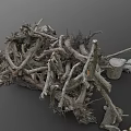 Pile of Dry Plant Roots and Branches With Wooden Stumps in Natural Setting