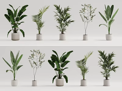 Indoor Potted Green Plants With Various Leafy Species In White Ceramic Pots 3d model