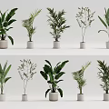 Indoor Potted Green Plants With Various Leafy Species In White Ceramic Pots