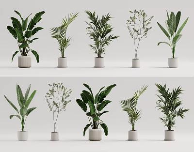 Indoor Potted Green Plants With Various Leafy Species In White Ceramic Pots 3d model