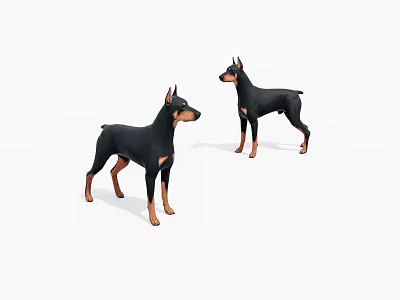 Two Black And Tan Doberman Pinschers Standing On White Background 3d model