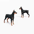 Two Black And Tan Doberman Pinschers Standing On White Background