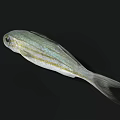 Silver Fish With Golden Stripes Large Eyes Swimming In Black Background Showing Natural Features