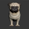 Adorable Pug Dog Standing On Dark Background With Smooth Fur And Shiny Reflection