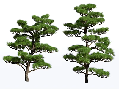 Elegant Pine Arbor With Lush Layered Foliage And Distinct Trunk Structure 3d model