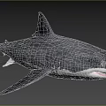 Great White Shark Eaters Human Shark Fish Animal Creatures 3d model