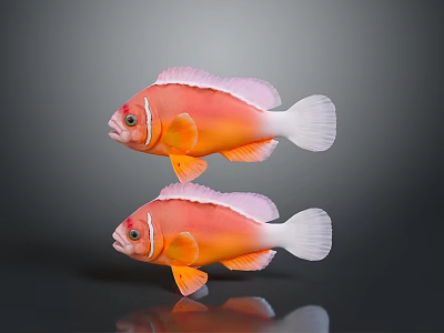 Two Vibrant Orange Pink Clownfish With White Tails Swimming In Reflective Background 3d model