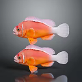 Two Vibrant Orange Pink Clownfish With White Tails Swimming In Reflective Background