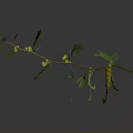 Detailed Plant Branch With Green Leaves Yellow Flowers And Small Pods