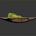 Creamy Yellow Savory Dish Served in Shell Shaped Plate Topped with Green Seasoning and White Chunks