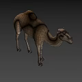 Realistic Dromedary Camel 3D Model Standing With Detailed Fur Texture 3d model