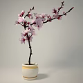 Bonsai Potted Plant With Pink Flowers Slender Branches White And Yellow Pot On Gray Background