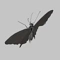 Vibrant Yellow And Black Butterfly With Detailed Wing Patterns And Antennae