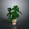 Monstera Plant With Large Green Leaves In Beige Ceramic Pot For Indoor Decor