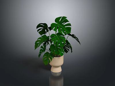 Monstera Plant With Large Green Leaves In Beige Ceramic Pot For Indoor Decor 3d model