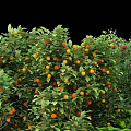 Lush Fruit Trees With Red Yellow Fruits And Green Leaves Growing On Grassy Land