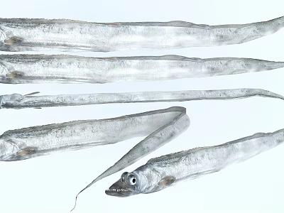 Several Long Slender Silver Colored Aquatic Animals With Fresh Sleek Body Shape 3d model