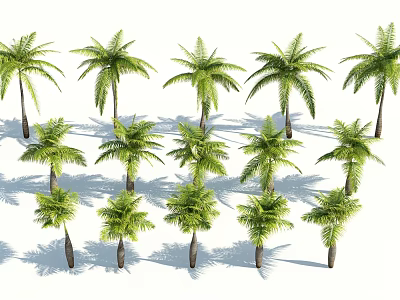 Palm Trees Collection With Various Sizes For Landscape Design And Decor 3d model