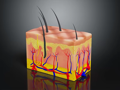 Human Skin Structure With Hair Follicles Blood Vessels And Layers 3d model