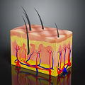 Human Skin Structure With Hair Follicles Blood Vessels And Layers
