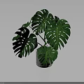 Lush Monstera Plant with Large Green Leaves in White Ceramic Pot on Dark Background