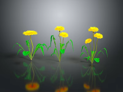Yellow Flowering Dandelion Plants With Green Stems Leaves And Reflections On Gray Background 3d model