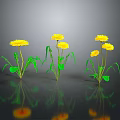 Yellow Flowering Dandelion Plants With Green Stems Leaves And Reflections On Gray Background