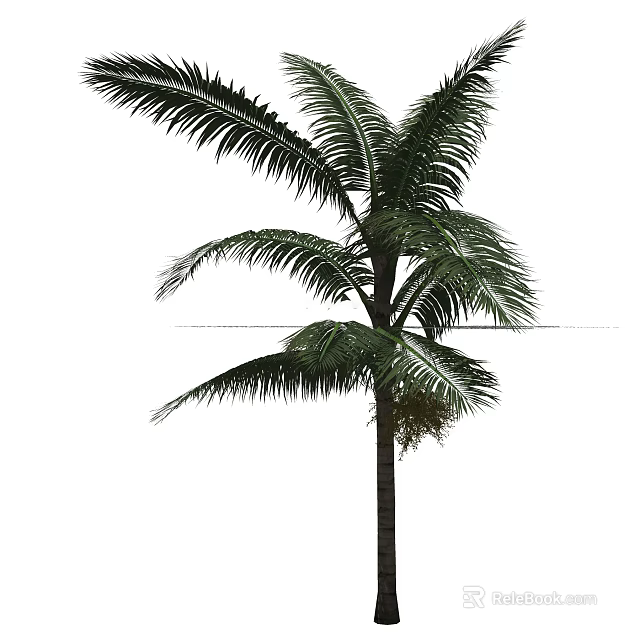 Tall Green Palm Tree With Long Feathery Fronds And Straight Trunk 3d model 