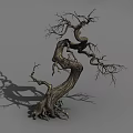 Leafless Tree With Twisted Trunk And Exposed Roots Against Gray Background