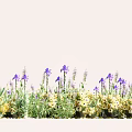 Gorgeous Purple Iris and Yellow Flowers Blooming in Vibrant Garden Bed