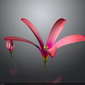 Vibrant Pink Flowers Featuring Blooming and Budding Blooms on Dark Background with Reflections