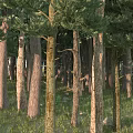 Tranquil Forest Landscape With Tall Trees Green Foliage Grass And Stones