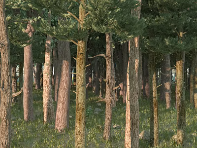 Tranquil Forest Landscape With Tall Trees Green Foliage Grass And Stones 3d model