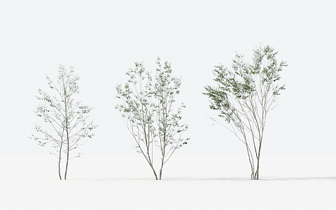 Modern Trees Small Trees 3d model