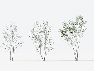 Modern Trees Small Trees 3d model