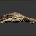 Brown Frog With Textured Skin Resting On Smooth Reflective Surface 3d model