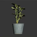 Indoor Plant in Blue Pot with Green and Purple Leaves on Dark Background