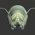 Detailed 3D Tardigrade Creature Character Featuring Light Green Segmented Body Legs And Tail Structure