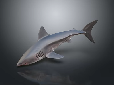 Grey Shark with Reflection on Dark Background in Studio Setting Showing Sleek Body 3d model