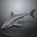 Grey Shark with Reflection on Dark Background in Studio Setting Showing Sleek Body 3d model