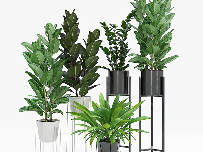 Various Indoor Potted Plants with Large Green Leaves Modern Metal Stands and White Black Planters 3d model