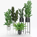 Various Indoor Potted Plants with Large Green Leaves Modern Metal Stands and White Black Planters
