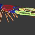 Colorful Marine Lobster With Long Antennas Large Claws And Vibrant Shell