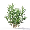 Lush Rosemary Plant with Green Leaves and Brown Stems on White Background