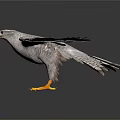 White Spotted Eagle With Spread Wings And Yellow Talons In Flight Posture On White Background 3d model