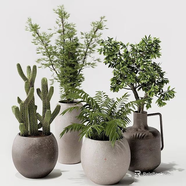 Indoor Plant Decoration Set with Cactus Ferns and Small Tree in Decorative Pots 3d model 