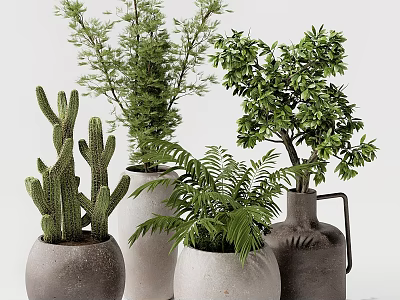 Indoor Plant Decoration Set with Cactus Ferns and Small Tree in Decorative Pots 3d model